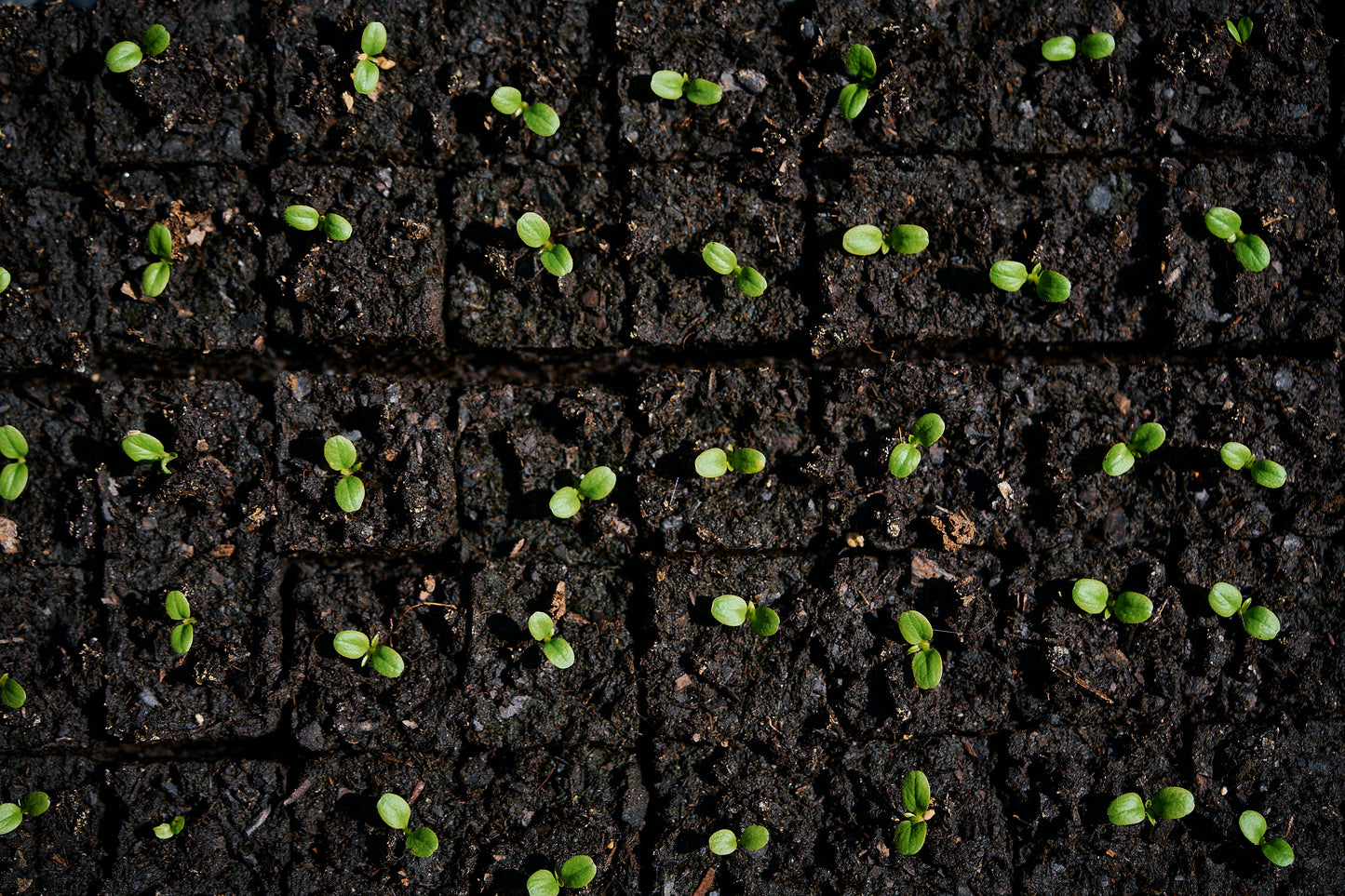 Seedling Plant